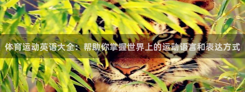 JJB竞技宝官方正版app集团logo：体育运动英语