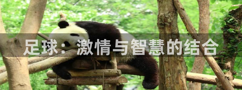 JJB竞技宝官方正版app娱乐：足球：激情与智慧的结