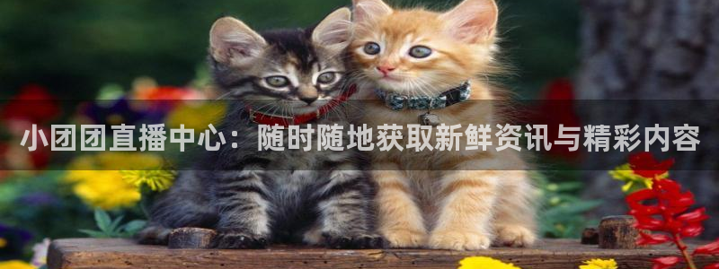 五星体育节目表今天：小团团直播中心：随时随地获取新鲜资讯与精彩内容
